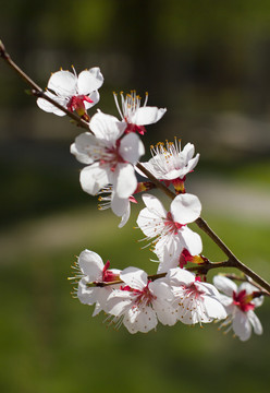 梨花桃花