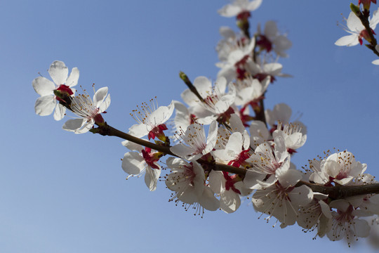 梨花桃花