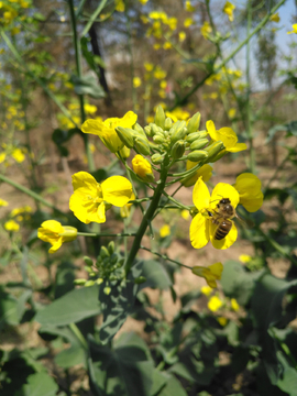 油菜花与蜜蜂