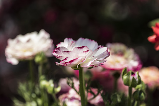 花毛茛