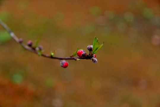 桃花