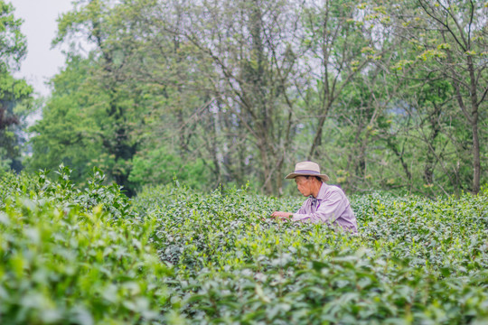 茶山