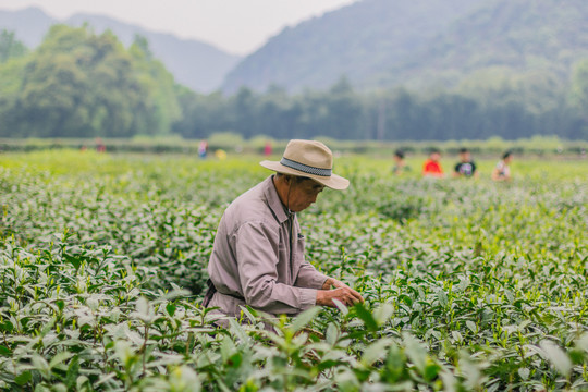 茶山