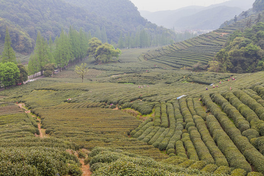 茶山