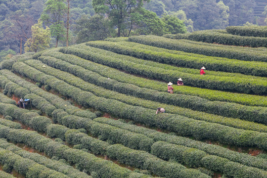 茶山