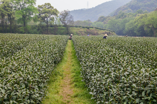 茶山