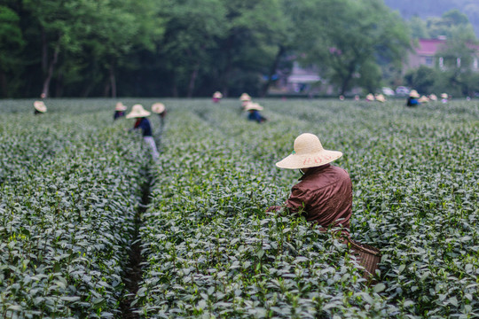 茶山