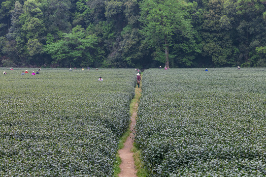 茶山