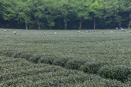 茶山