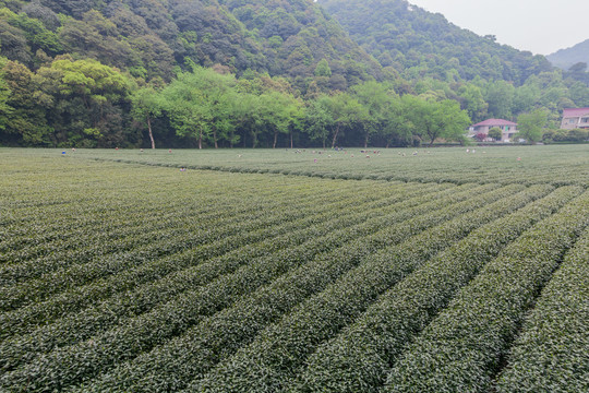 茶山