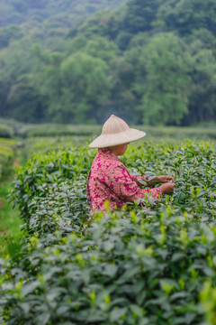 茶山