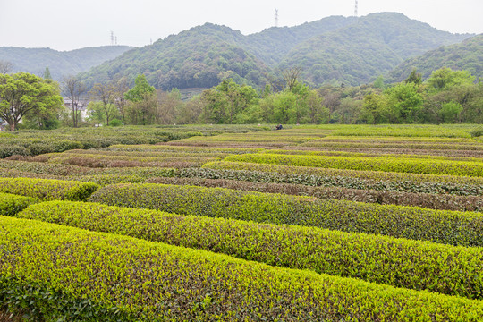 茶山