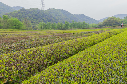 茶山