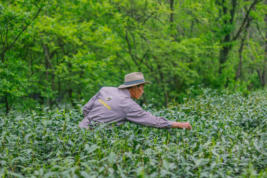 茶山