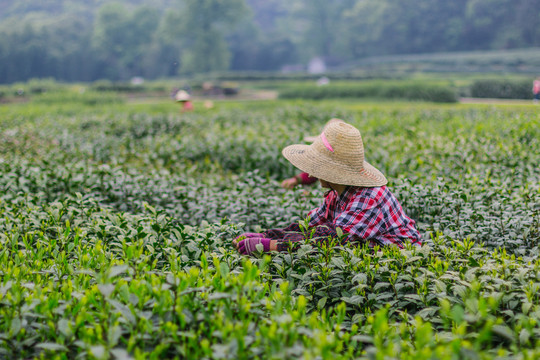 茶山