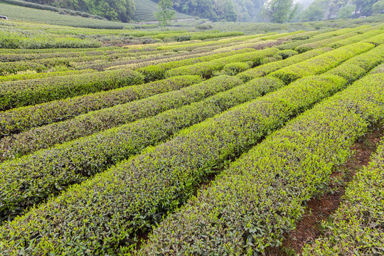 茶山