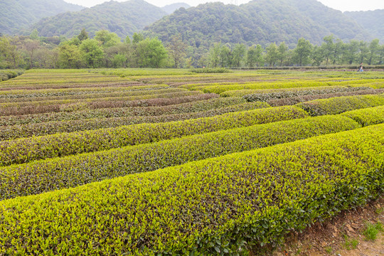 茶山