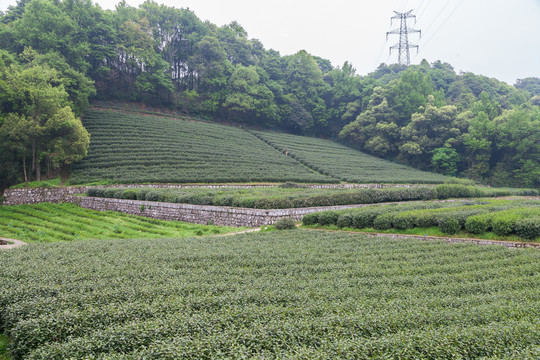 茶山