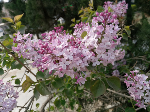 丁香花