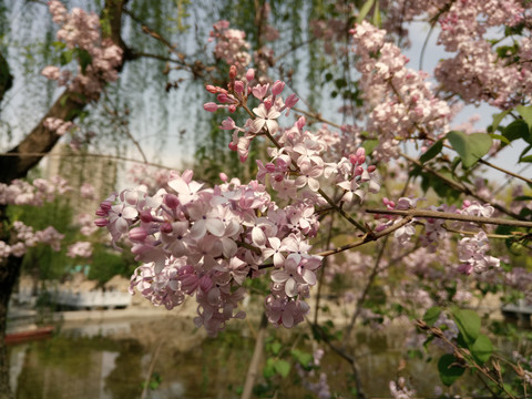 丁香花