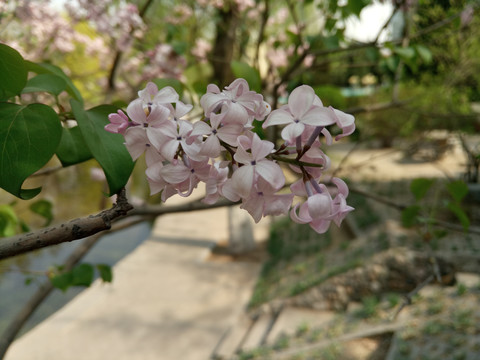 丁香花