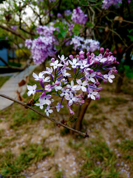 丁香花