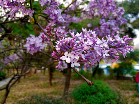 丁香花