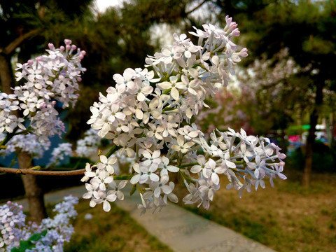 丁香花