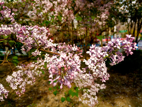 丁香花