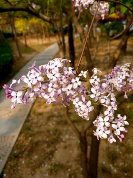 丁香花