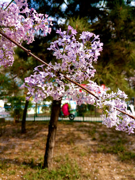 丁香花