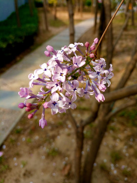 丁香花