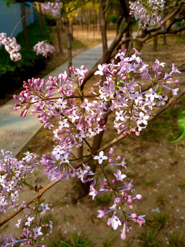 丁香花