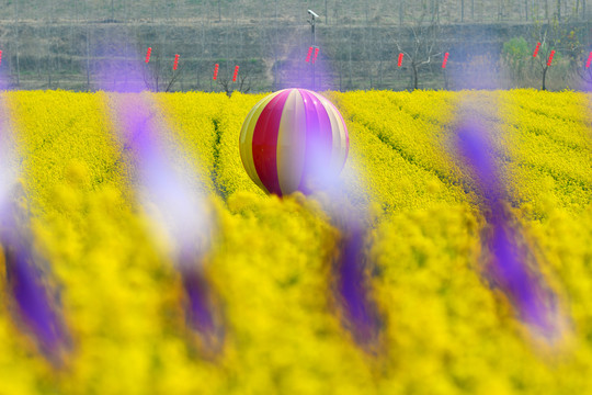 油菜花