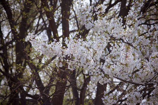 赏樱花