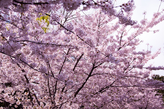 樱花树林