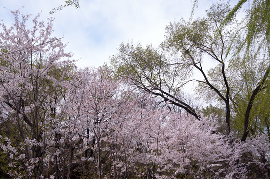 樱花林