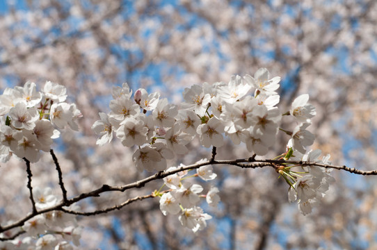 樱花