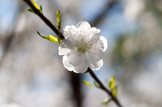 樱花