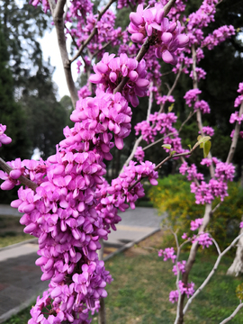 紫金花