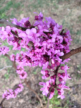 繁花似锦