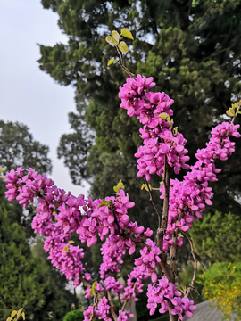 繁花似锦 紫金花