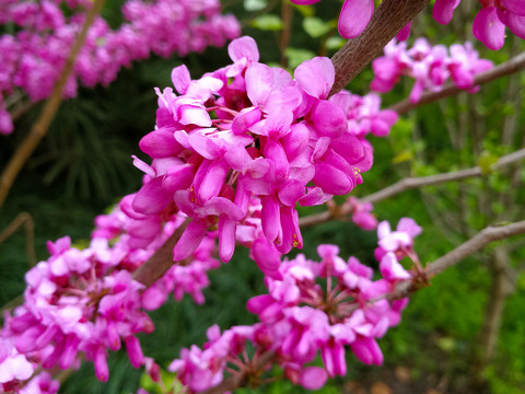 紫荆花