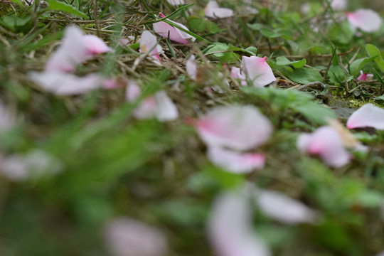 落英缤纷桃花落花