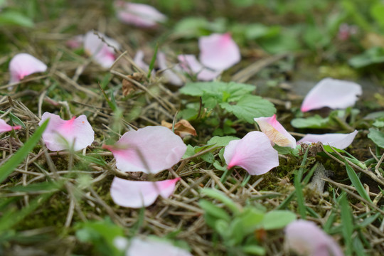 落英缤纷桃花落花