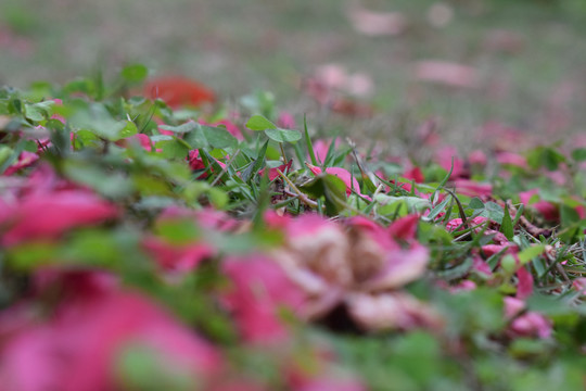 落英缤纷桃花落花