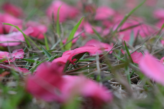 落英缤纷桃花落花