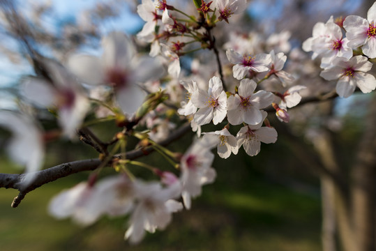 樱花素材