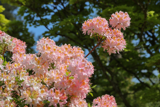 粉红色杜鹃花