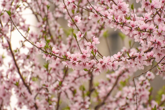 桃花